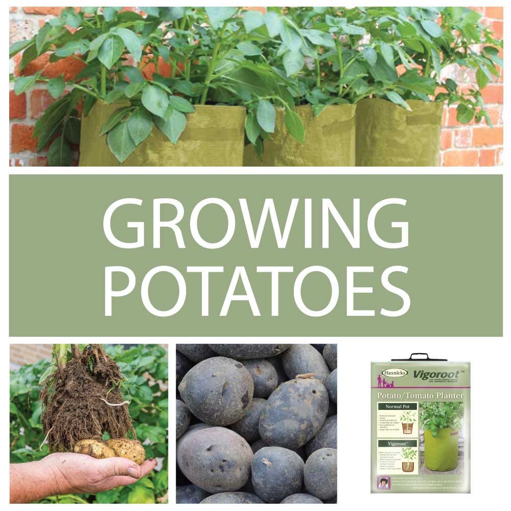 Step by step growing potatoes