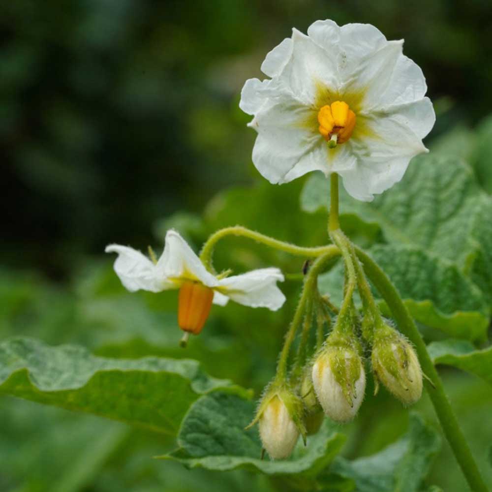 Potato Patio Planter