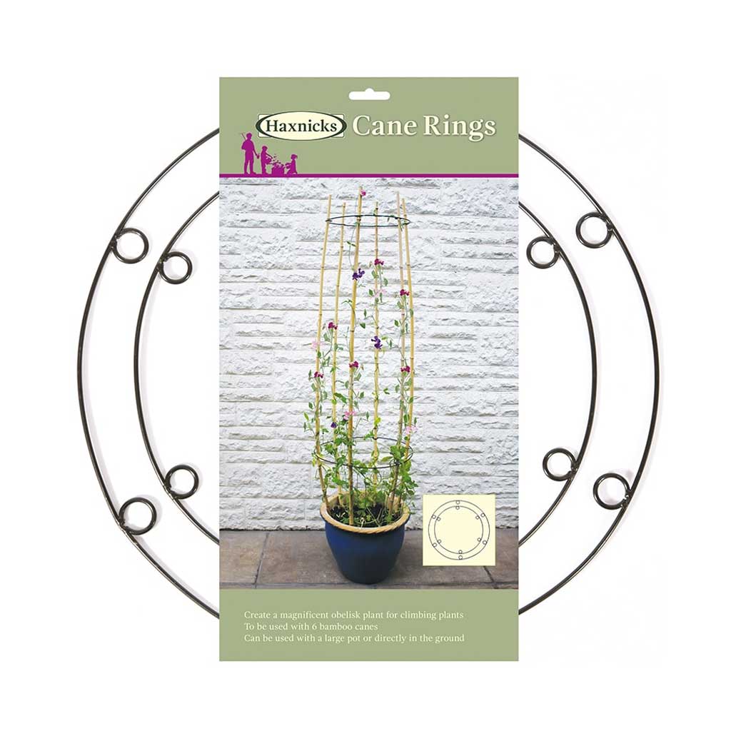 Cane Ring