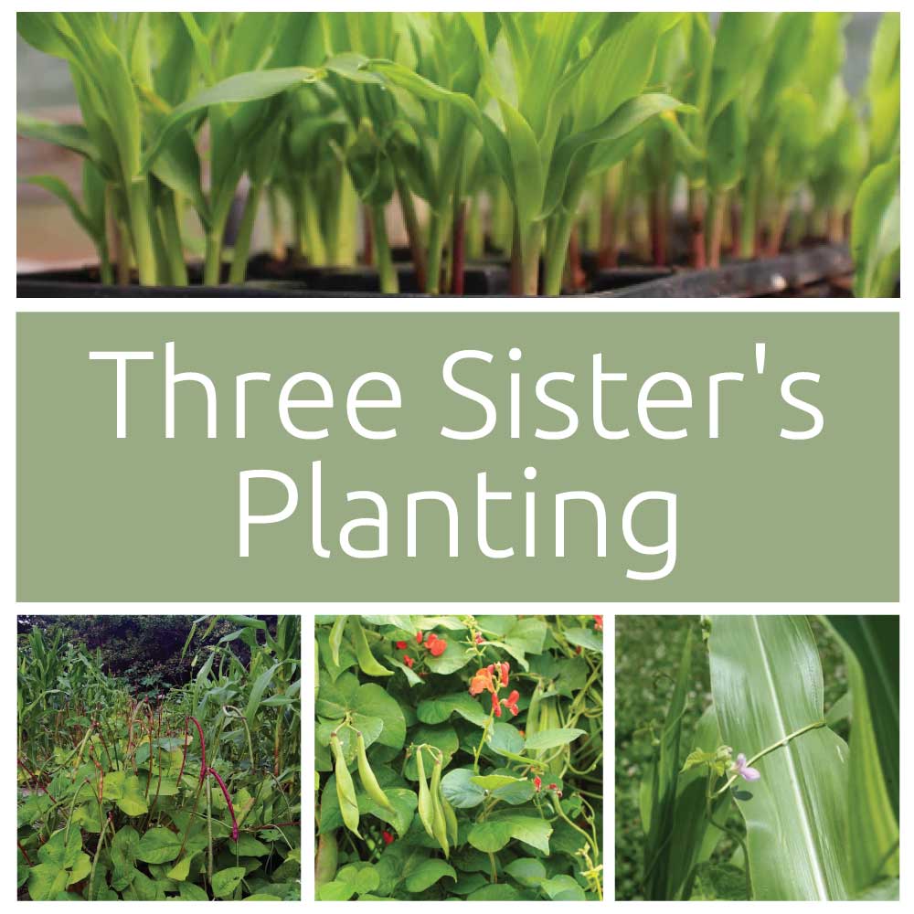 Three Sister Planting