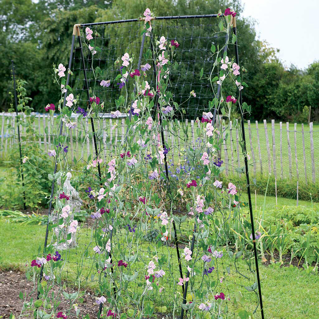 Sweet Pea & Bean Frame