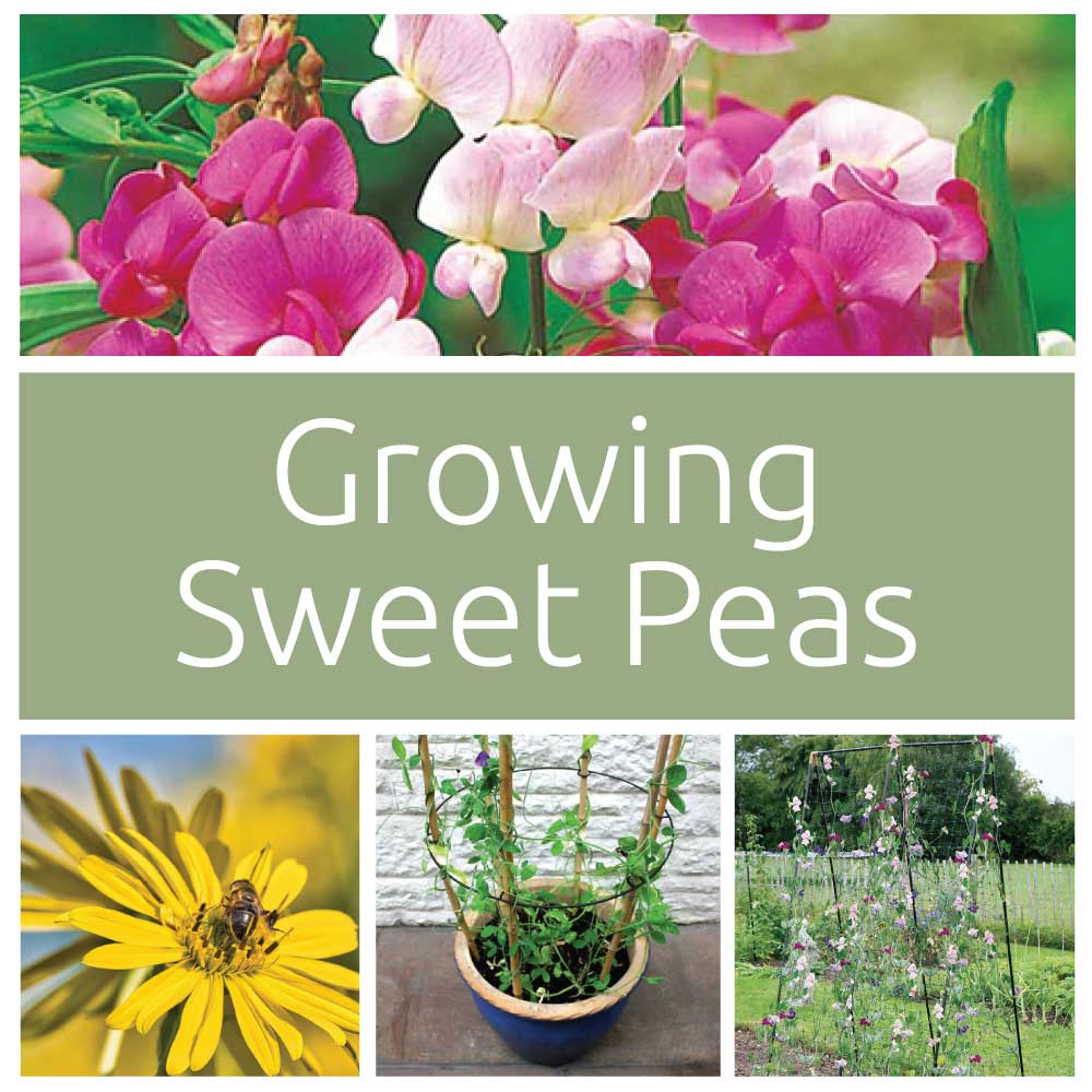 Sweet Peas