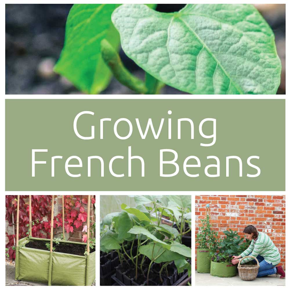 French Beans