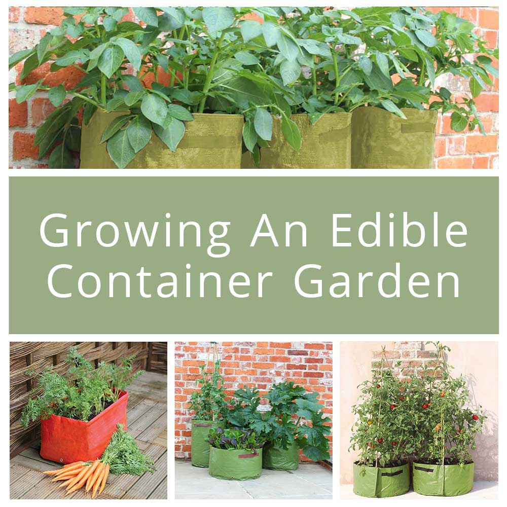 Beginners Guide to Growing an Edible Container Garden