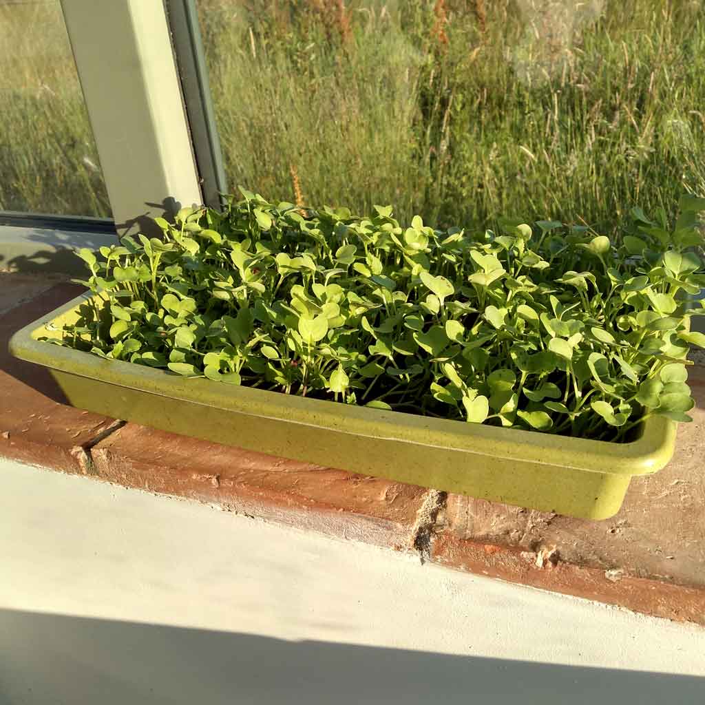 PreviousNext Haxnicks- Bamboo Seed Tray Sage Green - in use growing  Haxnicks- Bamboo Seed Tray Sage Green - packshot Bamboo Seed Tray Sage Green